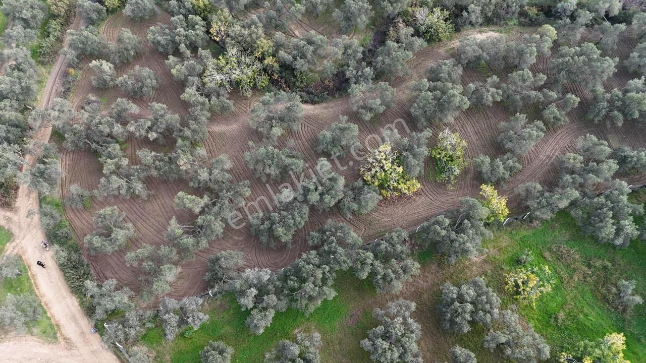 Havran'da Eryılmaz Gayrimenkul'den 4300 M2 Yatırımlık Düz Zeytinlik - Görsel 31