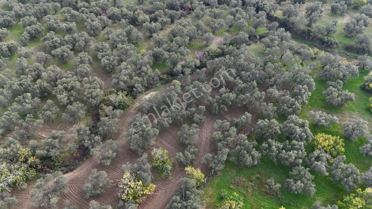 Havran'da Eryılmaz Gayrimenkul'den 4300 M2 Yatırımlık Düz Zeytinlik - Görsel 32