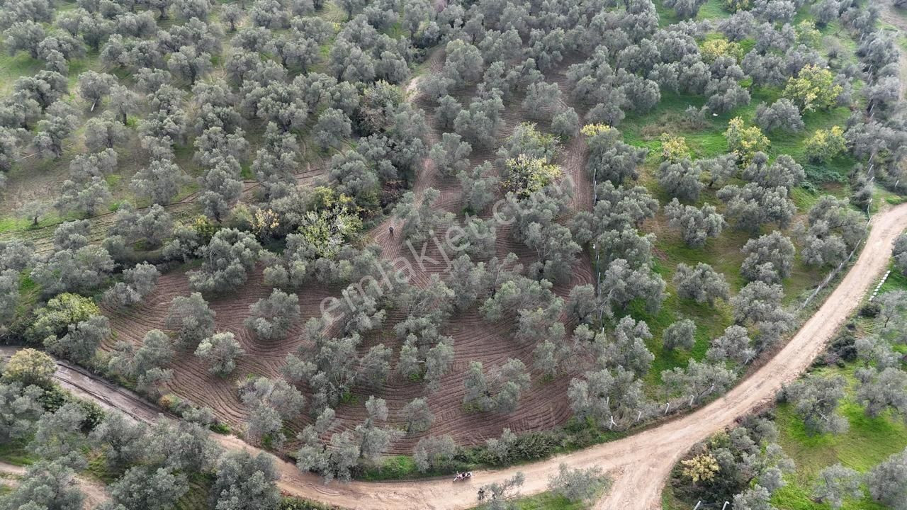 Havran'da Eryılmaz Gayrimenkul'den 4300 M2 Yatırımlık Düz Zeytinlik - Görsel 21