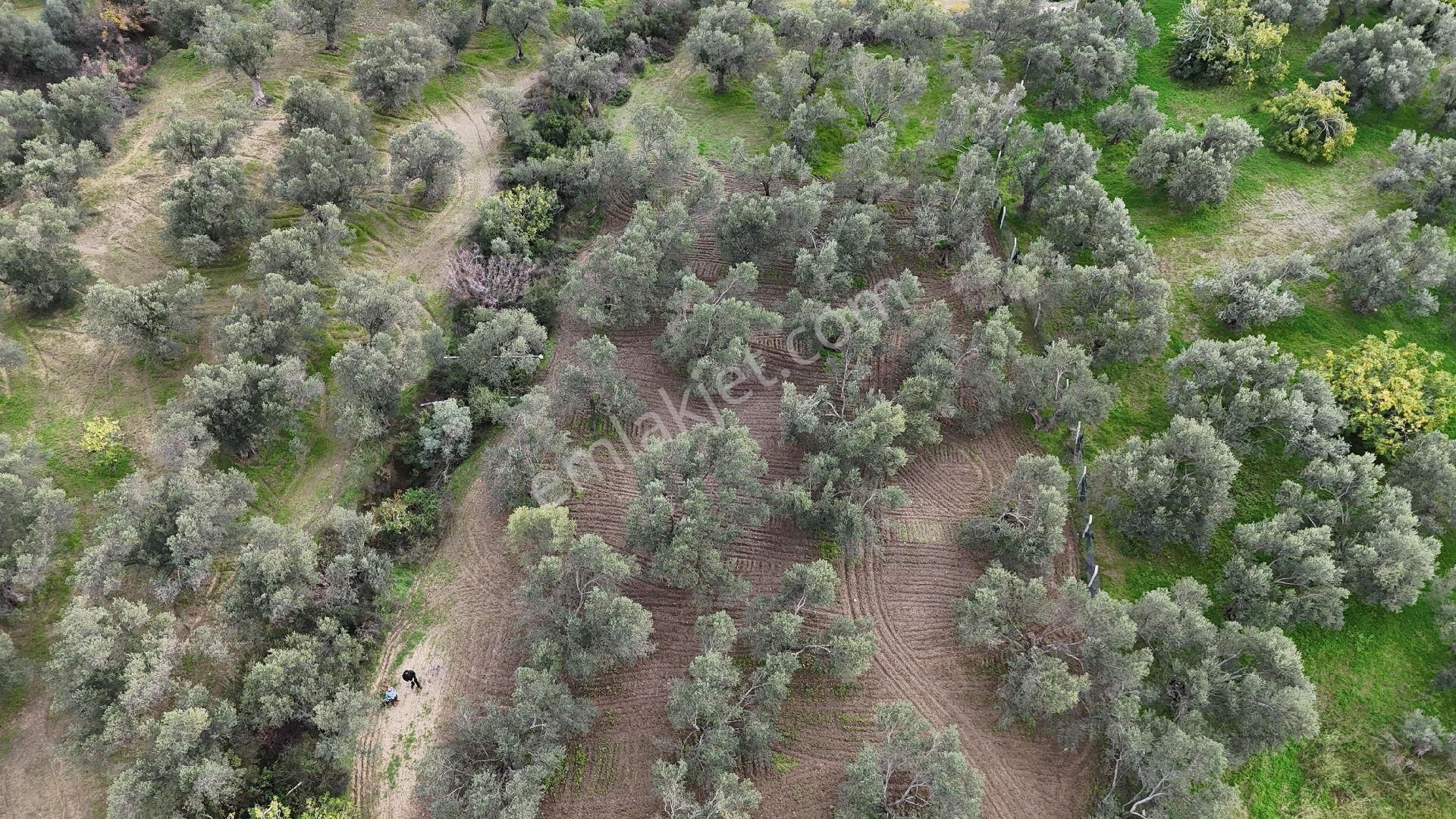Havran'da Eryılmaz Gayrimenkul'den 4300 M2 Yatırımlık Düz Zeytinlik - Görsel 34