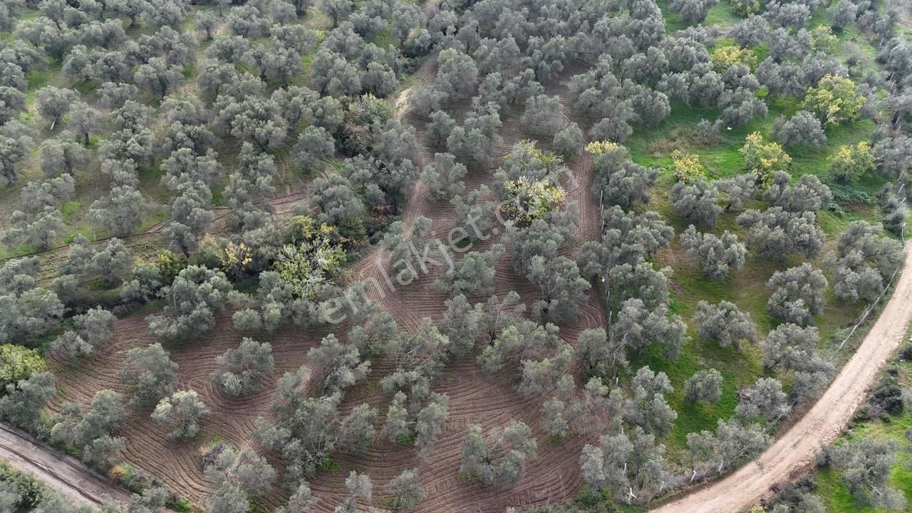 Havran'da Eryılmaz Gayrimenkul'den 4300 M2 Yatırımlık Düz Zeytinlik - Görsel 20