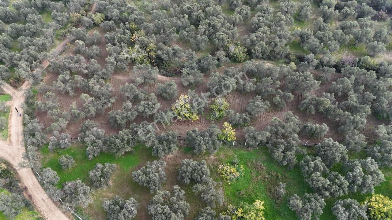 Havran'da Eryılmaz Gayrimenkul'den 4300 M2 Yatırımlık Düz Zeytinlik - Görsel 29