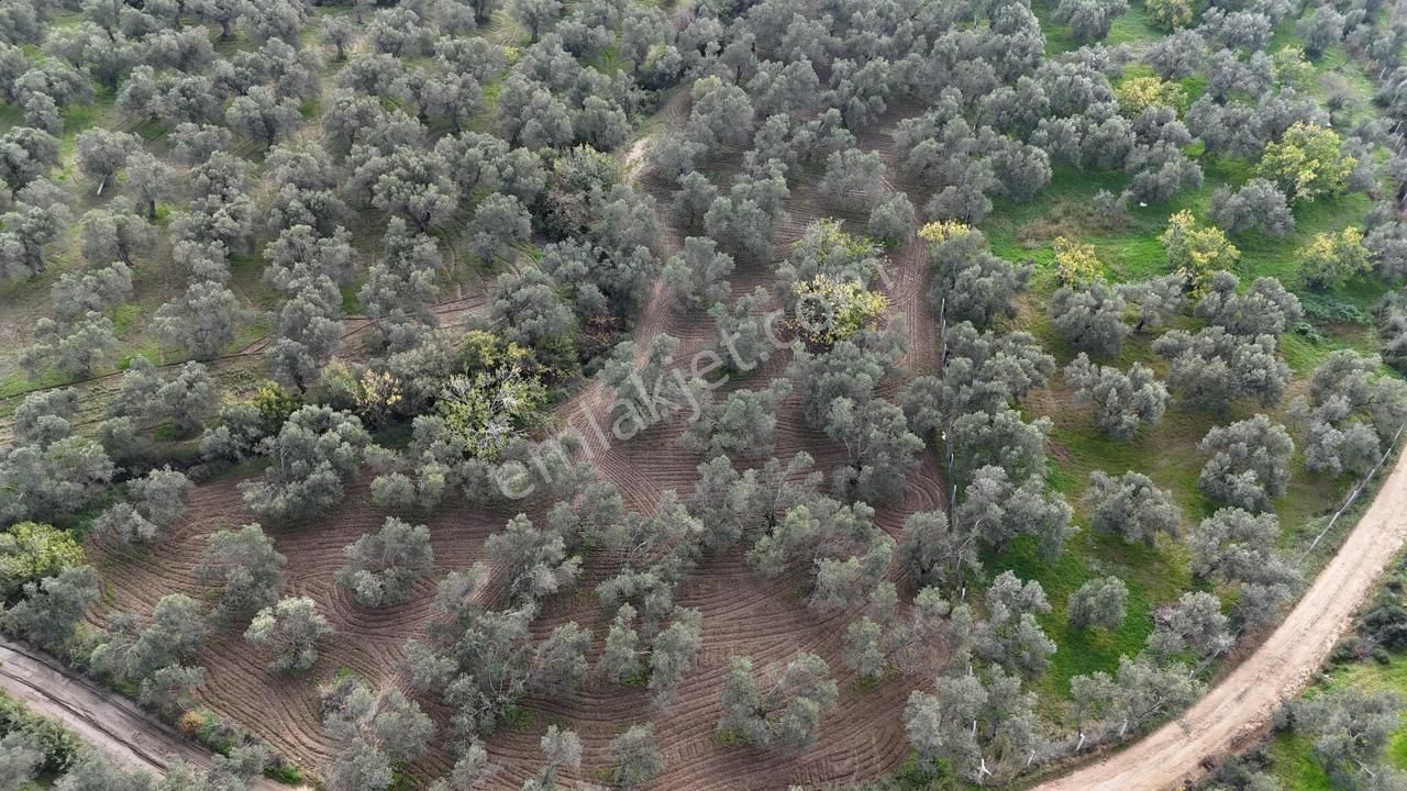 Havran'da Eryılmaz Gayrimenkul'den 4300 M2 Yatırımlık Düz Zeytinlik - Görsel 19