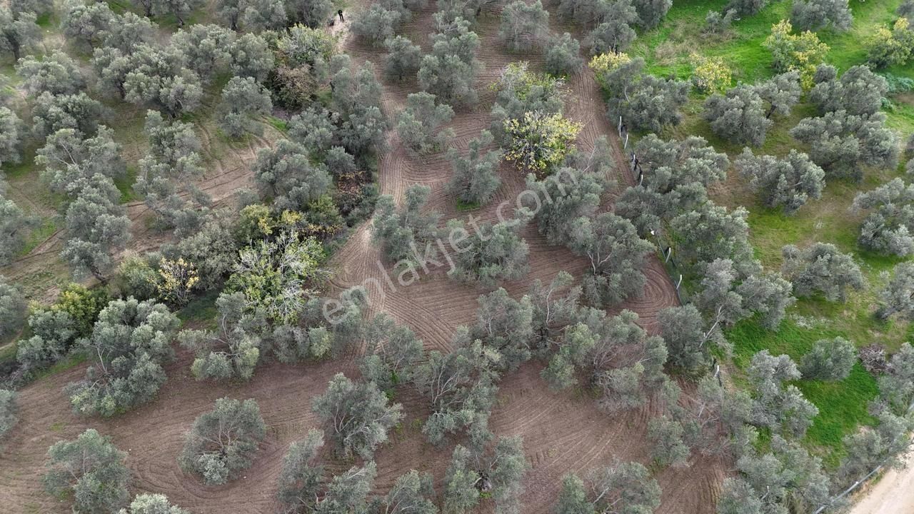 Havran'da Eryılmaz Gayrimenkul'den 4300 M2 Yatırımlık Düz Zeytinlik - Görsel 5