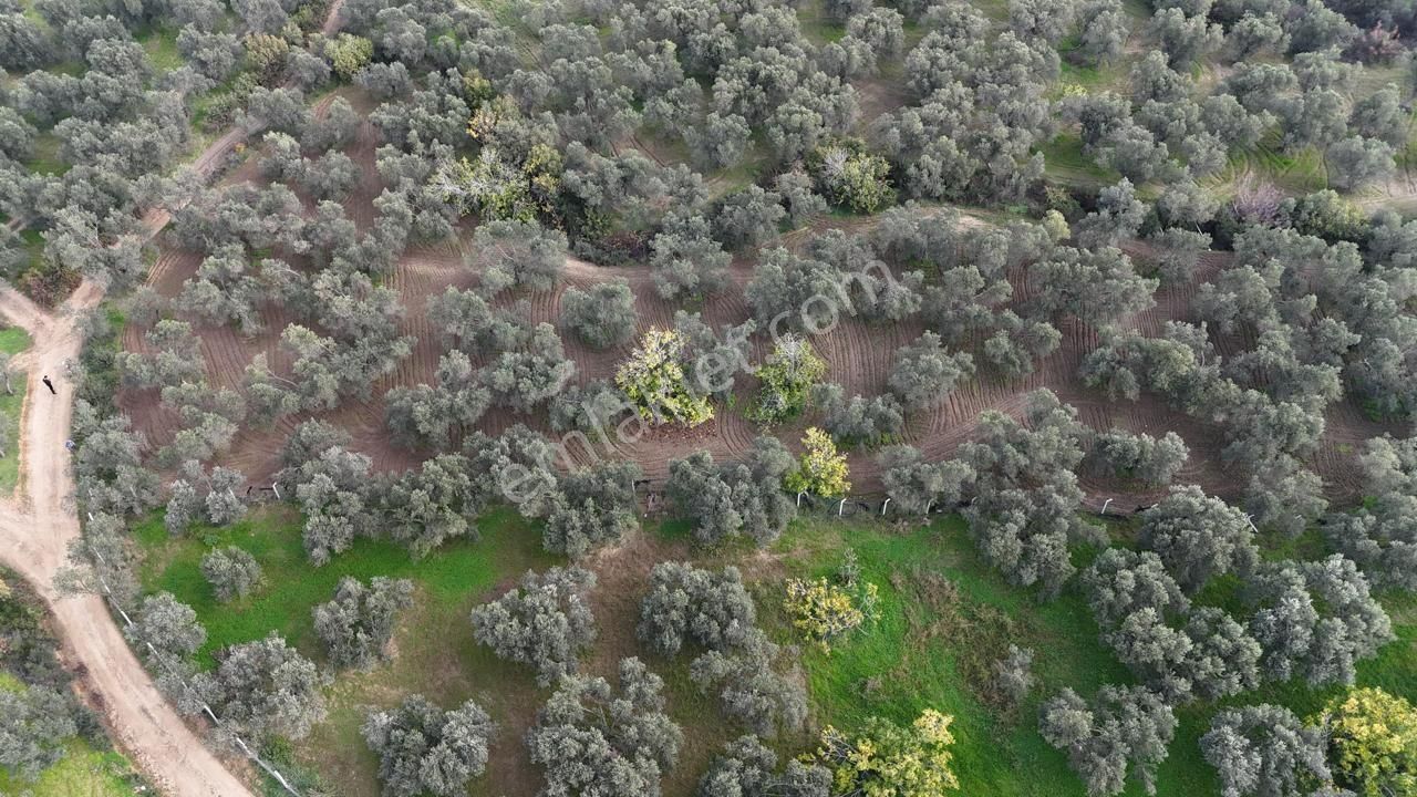 Havran'da Eryılmaz Gayrimenkul'den 4300 M2 Yatırımlık Düz Zeytinlik - Görsel 25