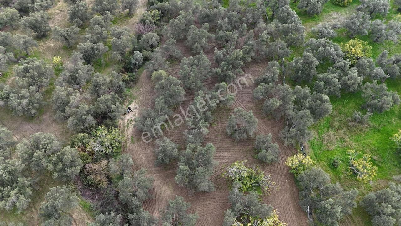 Havran'da Eryılmaz Gayrimenkul'den 4300 M2 Yatırımlık Düz Zeytinlik - Görsel 18