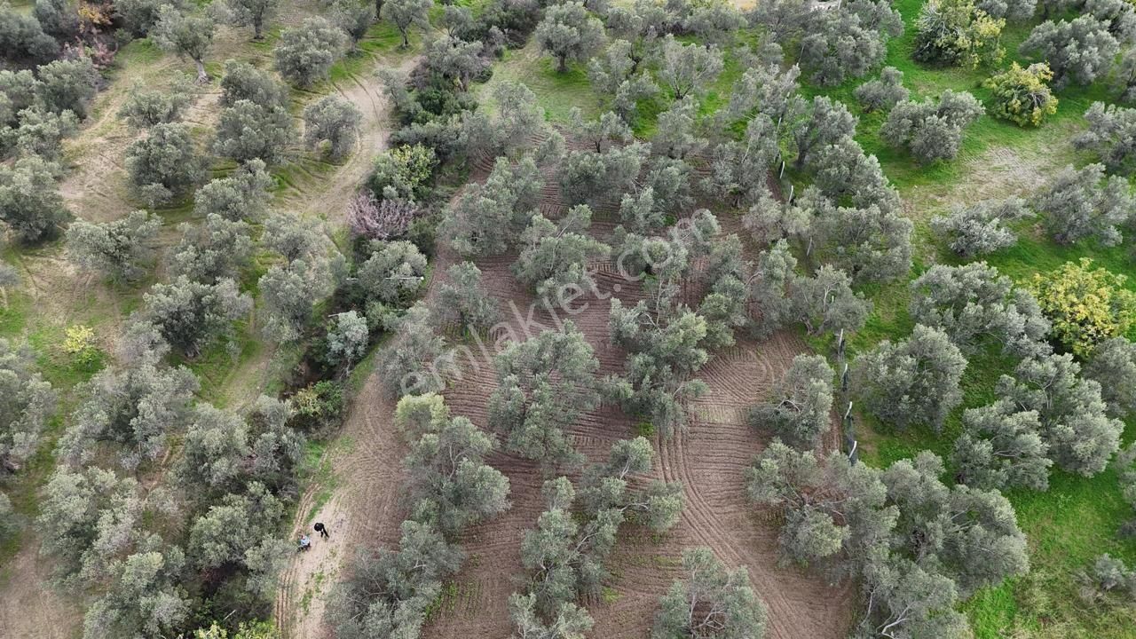 Havran'da Eryılmaz Gayrimenkul'den 4300 M2 Yatırımlık Düz Zeytinlik - Görsel 2