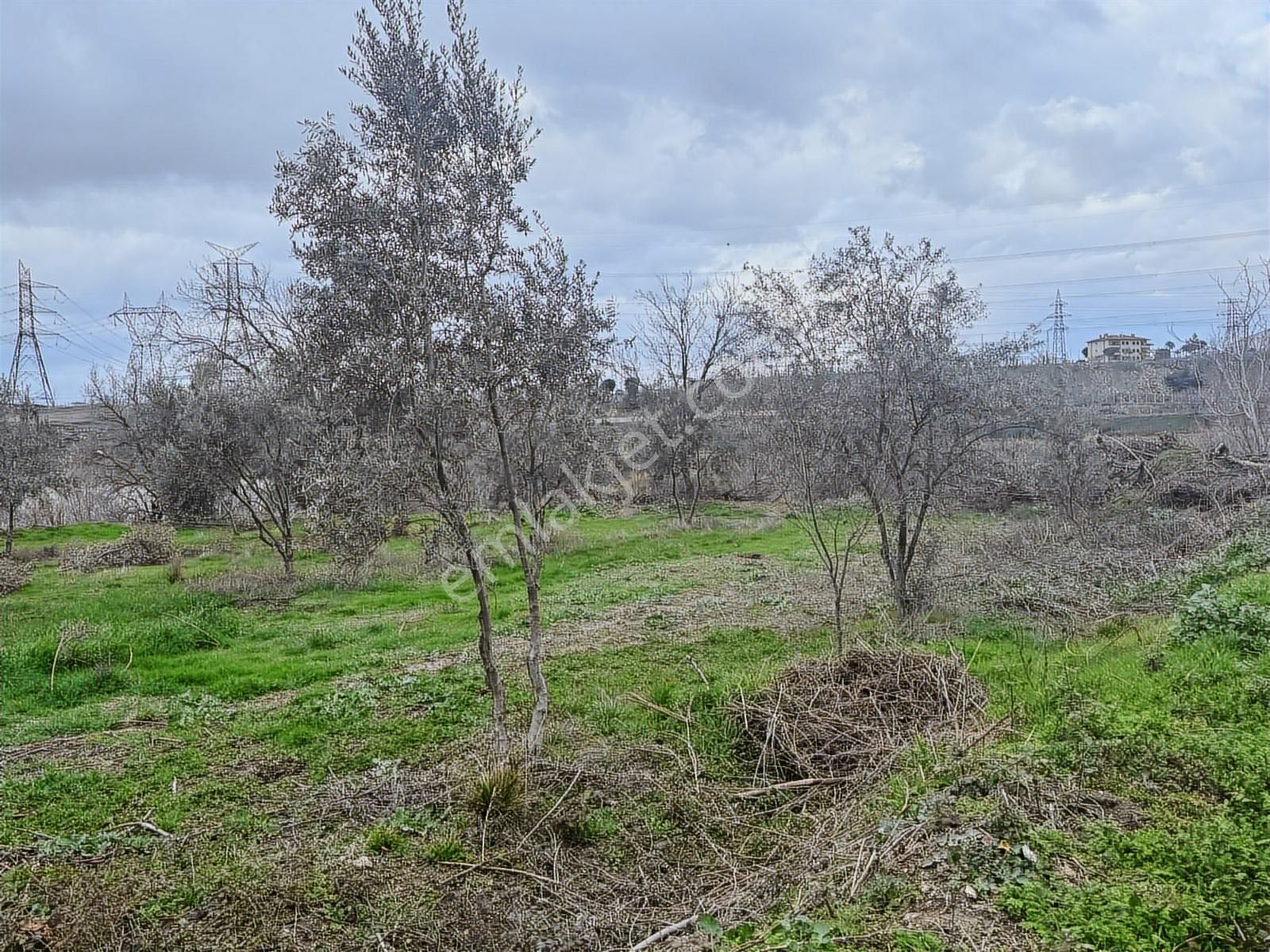 Binyapı'dan Pınarkent Ve Organize Yakını 4738m2 Zeytin Tarlası! - Görsel 2