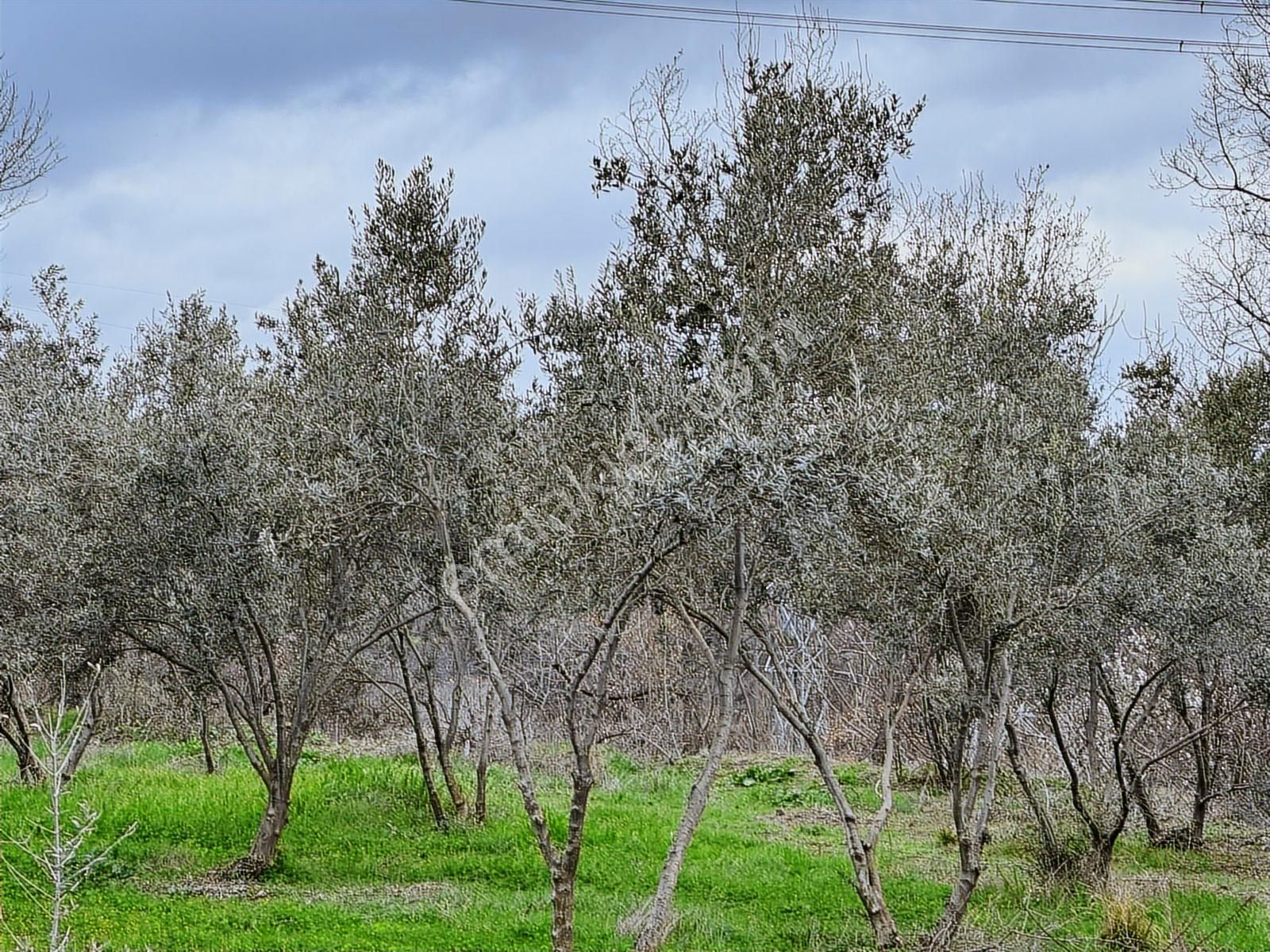 Binyapı'dan Pınarkent Ve Organize Yakını 4738m2 Zeytin Tarlası! - Görsel 3