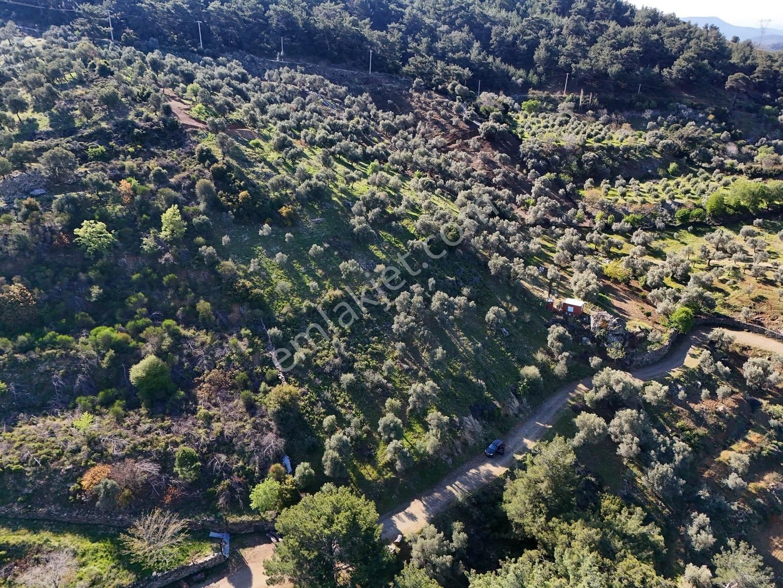 Seferihisar Beyler'de Köye Yakın, Yolu Olan 890 M2'lik Zeytinlik - Görsel 12