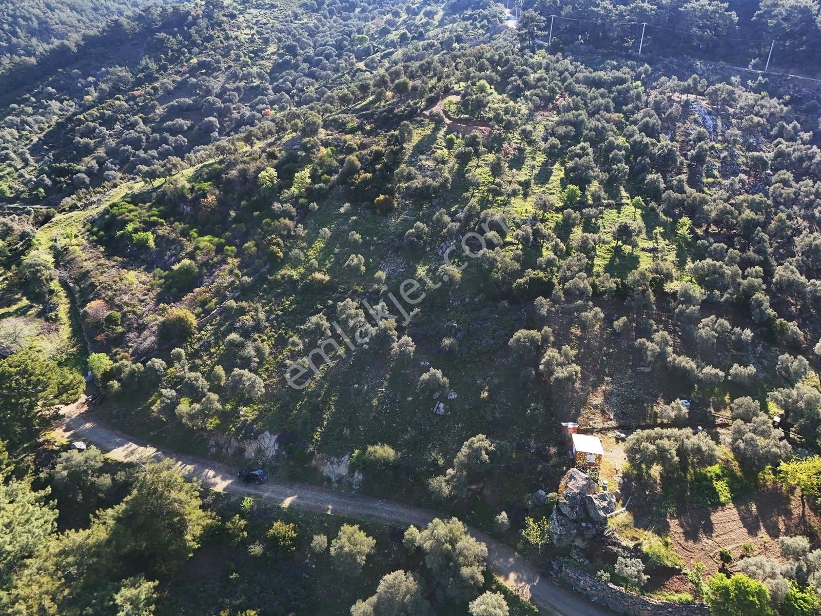 Seferihisar Beyler'de Köye Yakın, Yolu Olan 890 M2'lik Zeytinlik - Görsel 7