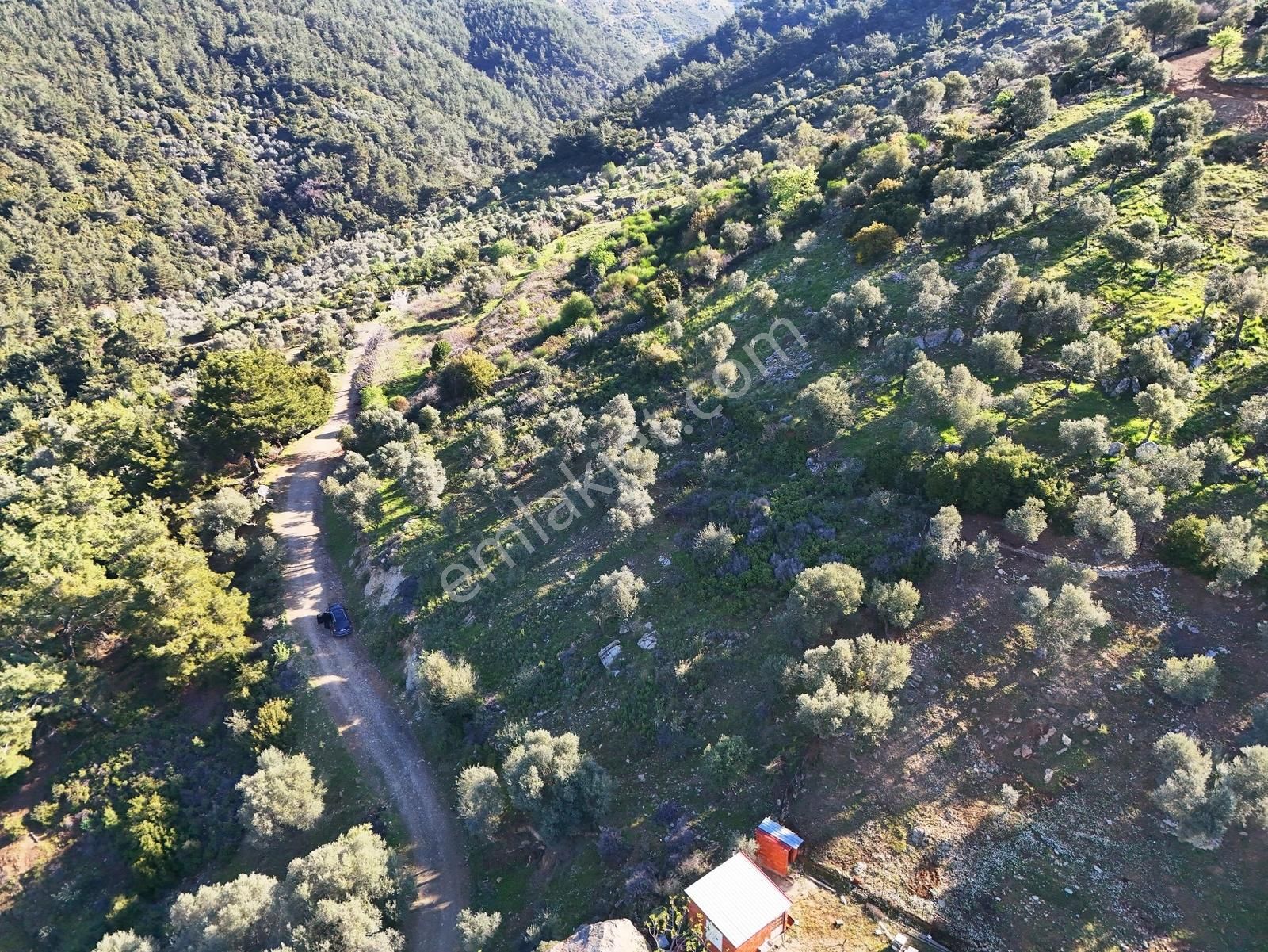 Seferihisar Beyler'de Köye Yakın, Yolu Olan 890 M2'lik Zeytinlik - Görsel 14