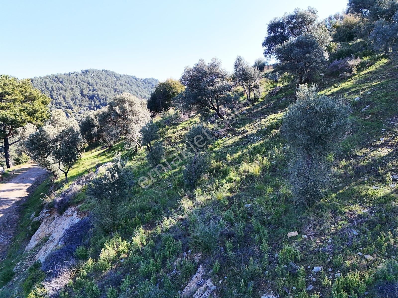 Seferihisar Beyler'de Köye Yakın, Yolu Olan 890 M2'lik Zeytinlik - Görsel 8