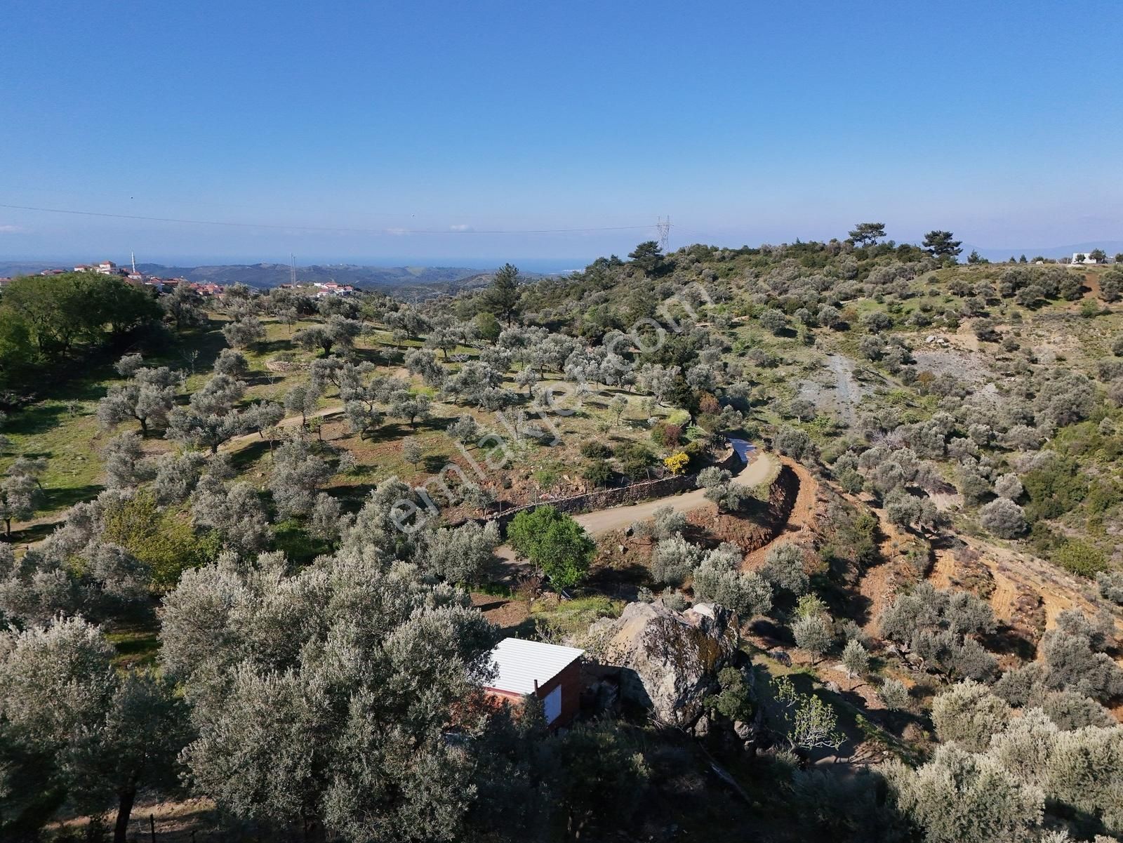 Seferihisar Beyler'de Köye Yakın, Yolu Olan 890 M2'lik Zeytinlik