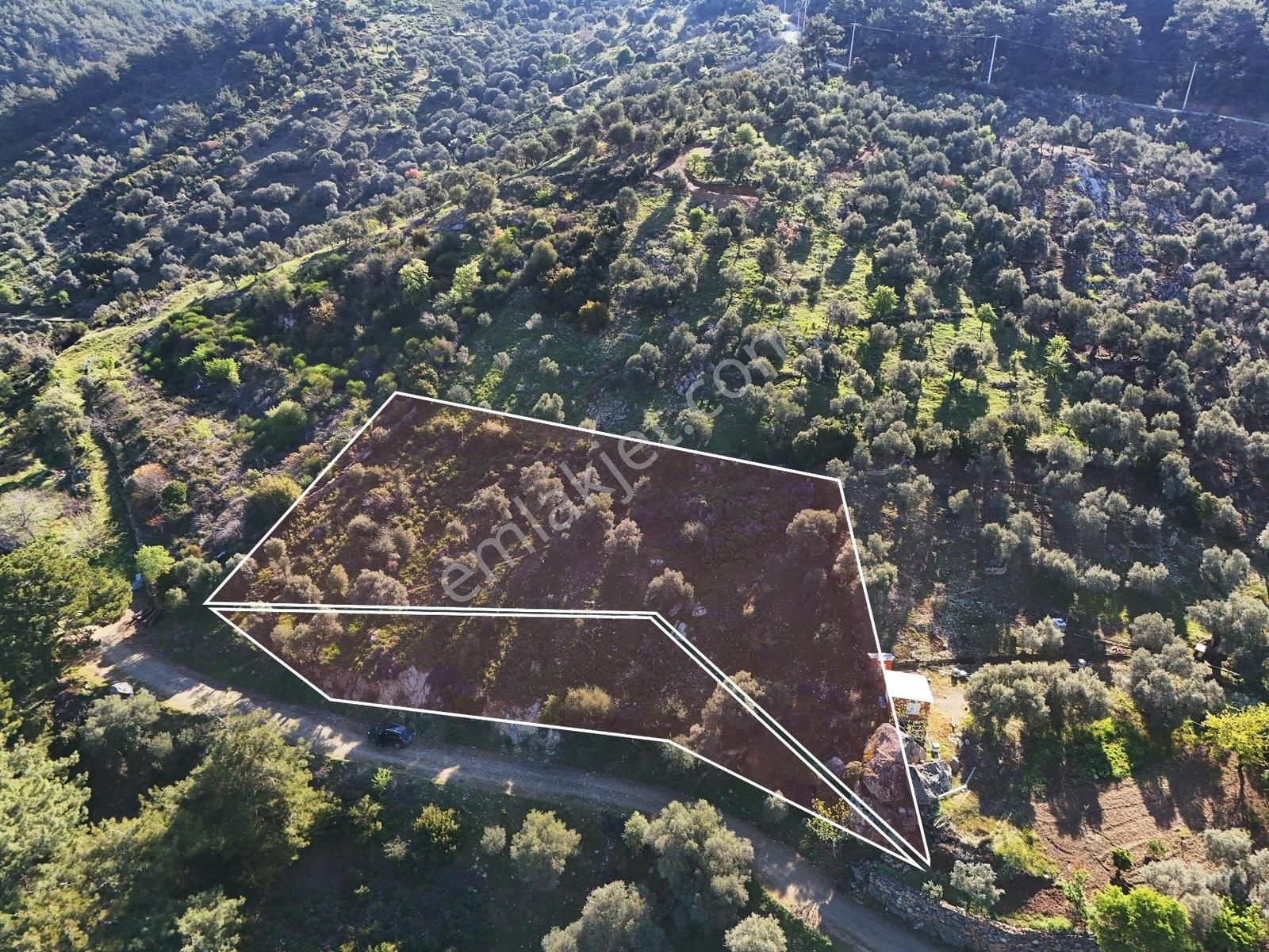 Seferihisar Beyler'de Köye Yakın, Yolu Olan 890 M2'lik Zeytinlik - Görsel 6