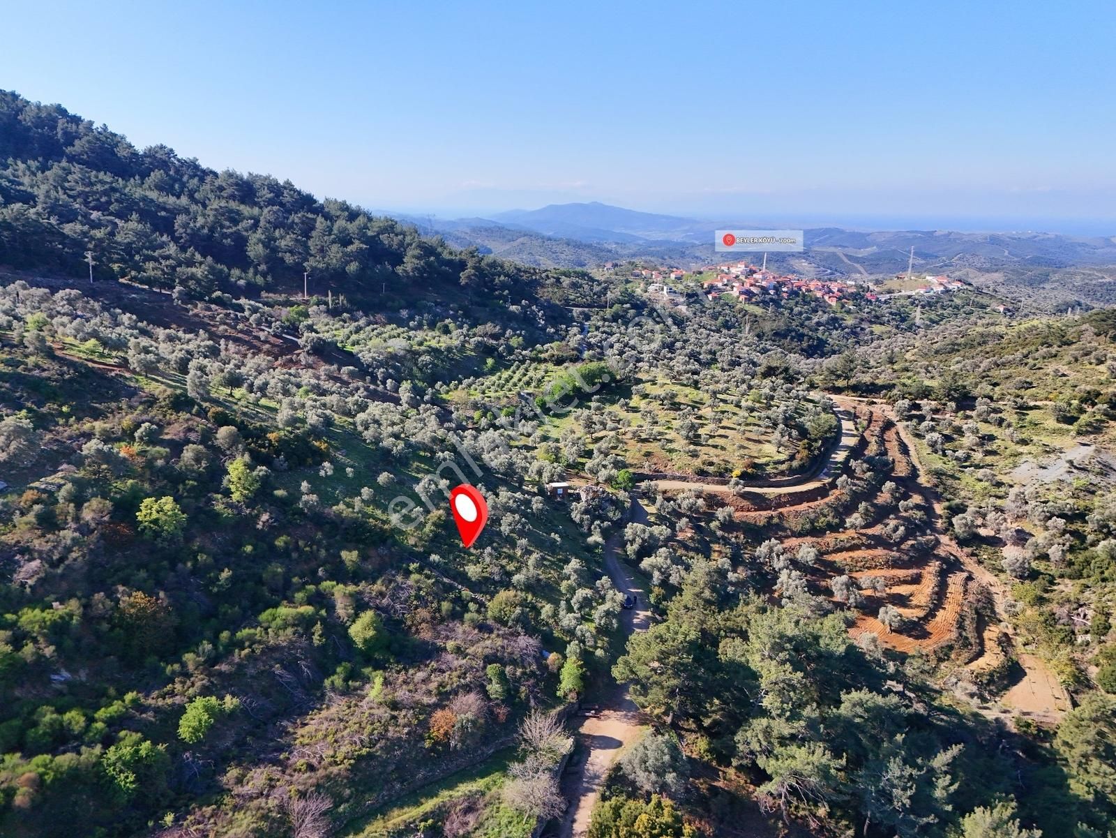 Seferihisar Beyler'de Köye Yakın, Yolu Olan 890 M2'lik Zeytinlik - Görsel 5