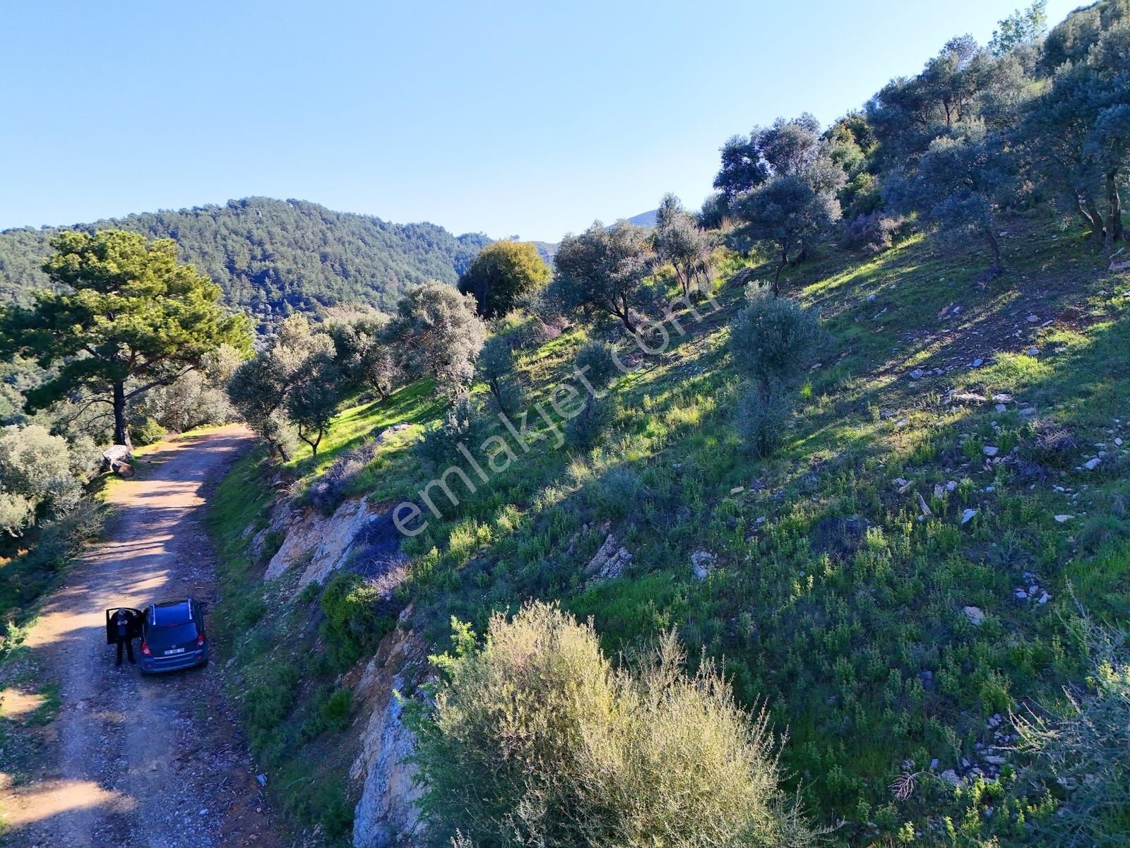 Seferihisar Beyler'de Köye Yakın, Yolu Olan 1993 M2 Zeytinlik - Görsel 2