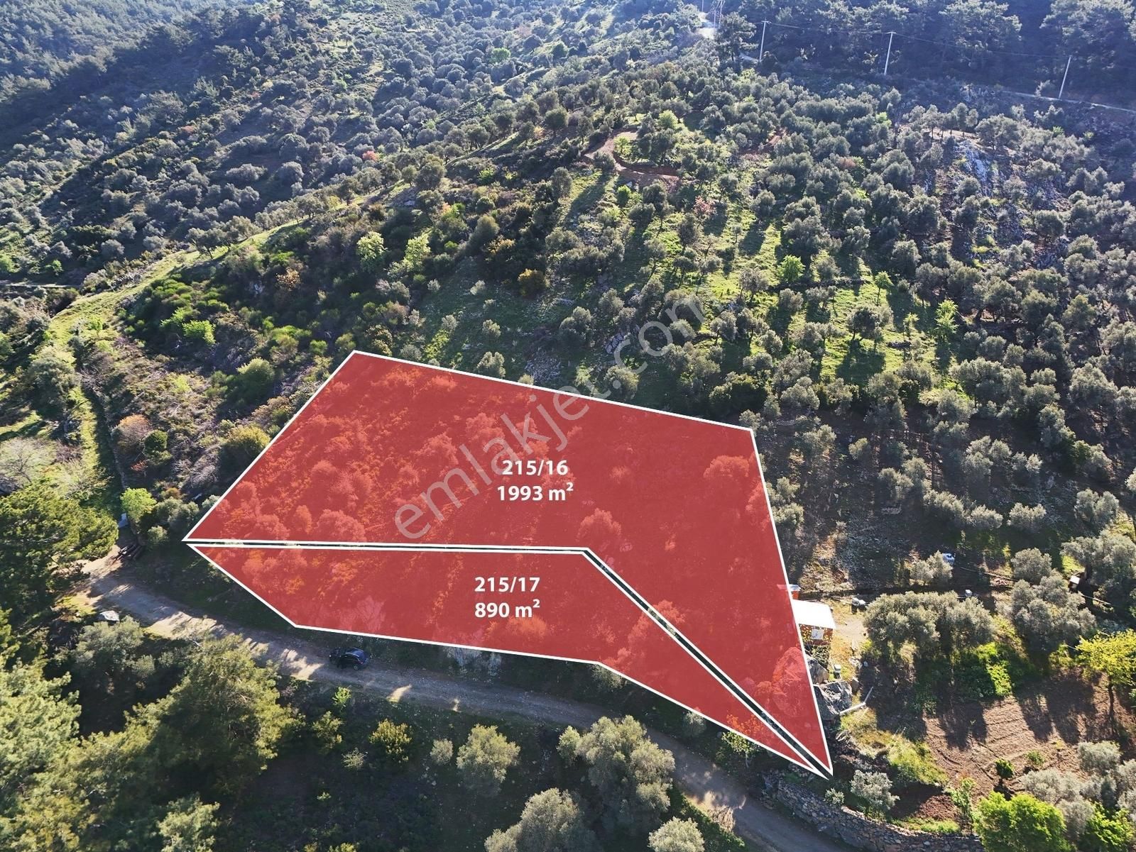 Seferihisar Beyler'de Köye Yakın, Yolu Olan 1993 M2 Zeytinlik - Görsel 11