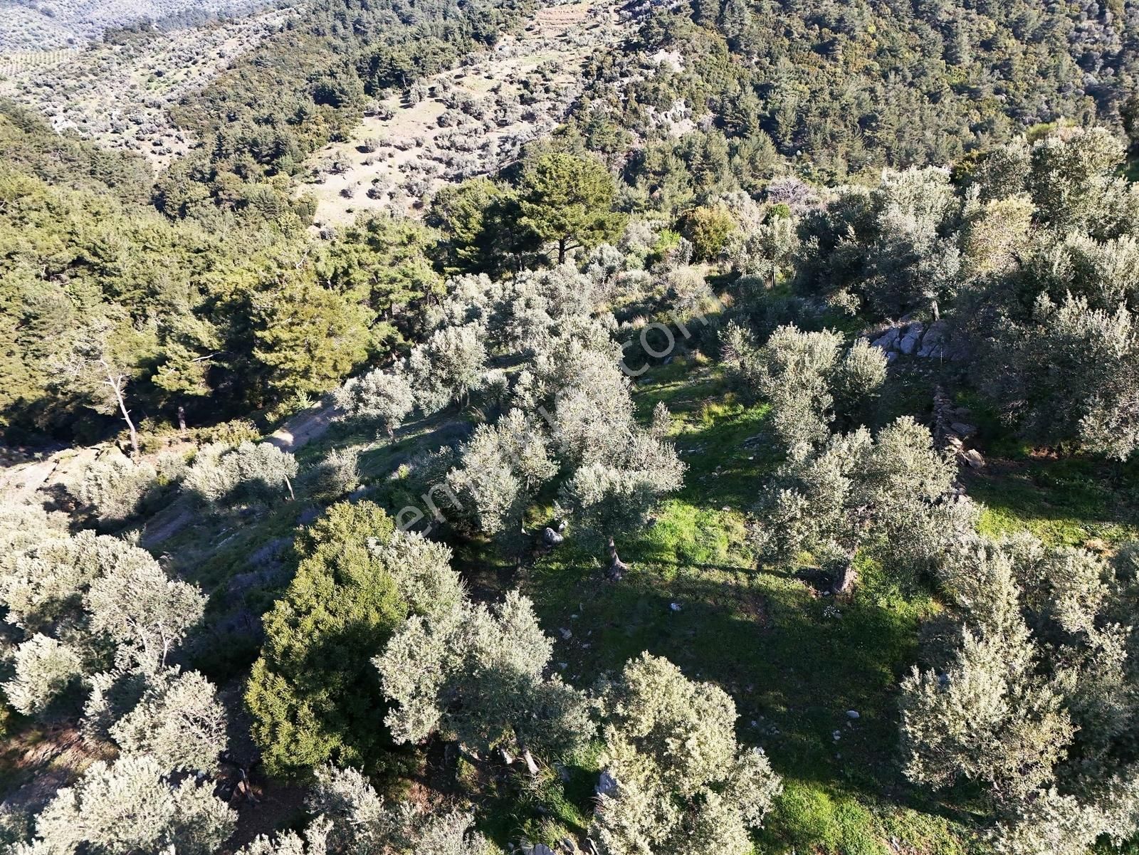 Seferihisar Beyler'de Köye Yakın, Yolu Olan 1993 M2 Zeytinlik