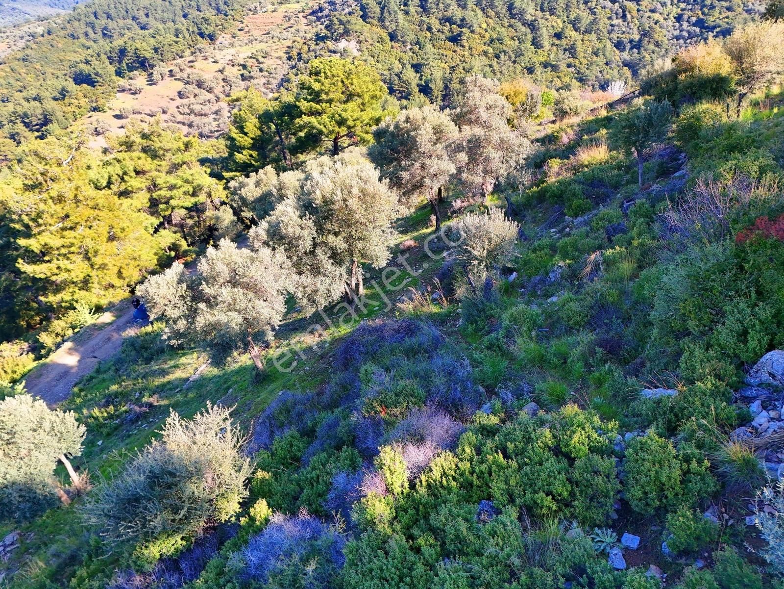 Seferihisar Beyler'de Köye Yakın, Yolu Olan 1993 M2 Zeytinlik - Görsel 7