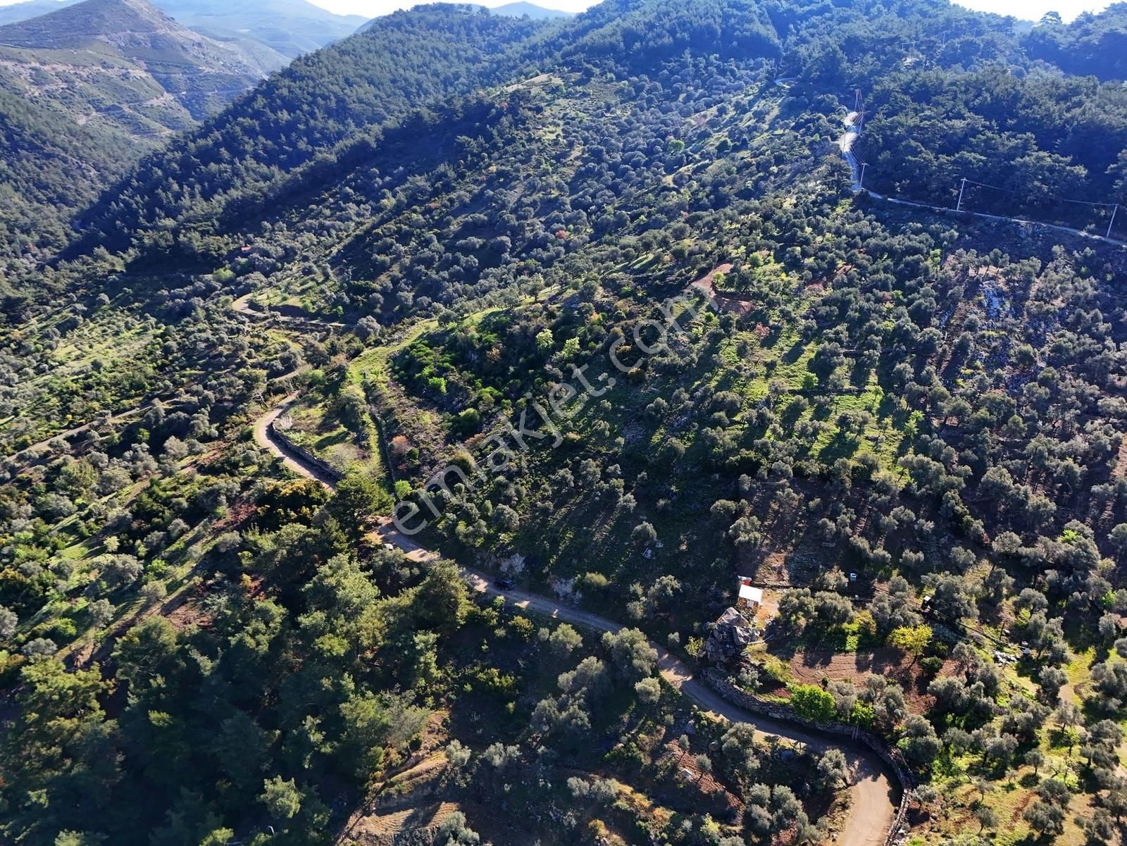 Seferihisar Beyler'de Köye Yakın, Yolu Olan 1993 M2 Zeytinlik - Görsel 13