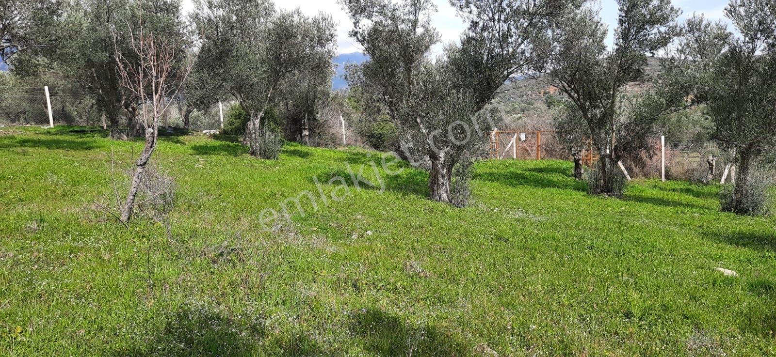 Vahdet'ten_yetkili_ İçinde Kayıtlı Evi Olan Harika Zeytinlik - Görsel 31
