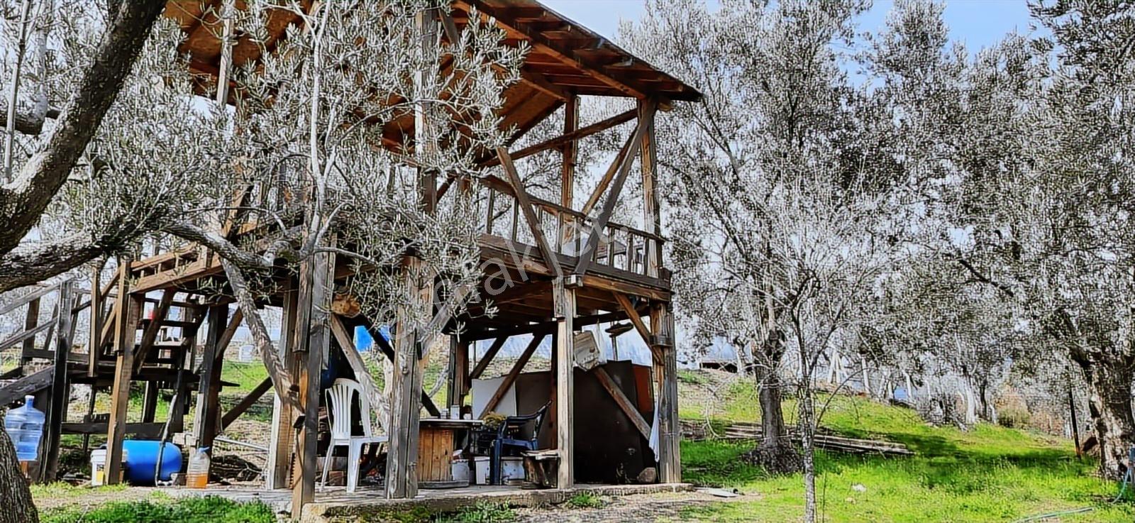Vahdet'ten_yetkili_ İçinde Kayıtlı Evi Olan Harika Zeytinlik - Görsel 21