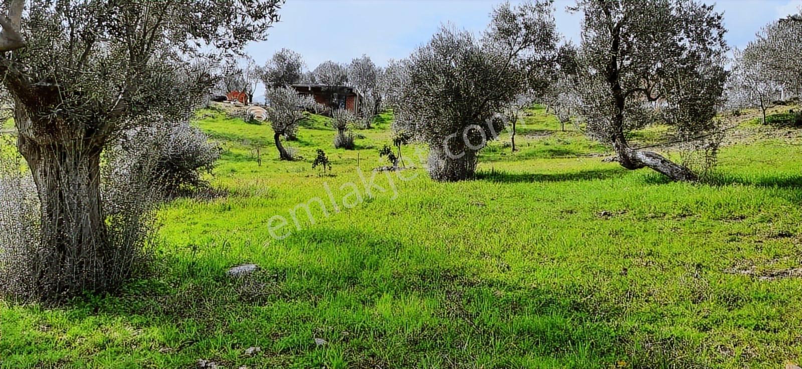 Vahdet'ten_yetkili_ İçinde Kayıtlı Evi Olan Harika Zeytinlik - Görsel 7