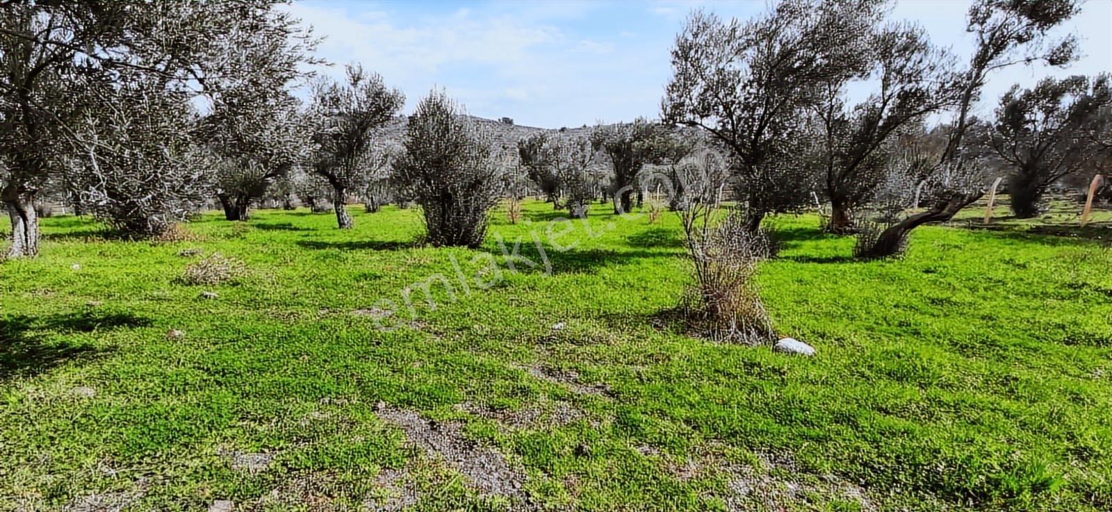 Vahdet'ten_yetkili_ İçinde Kayıtlı Evi Olan Harika Zeytinlik - Görsel 26