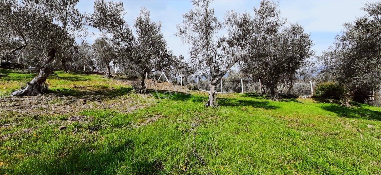 Vahdet'ten_yetkili_ İçinde Kayıtlı Evi Olan Harika Zeytinlik - Görsel 18