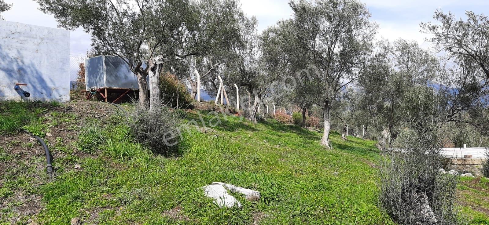 Vahdet'ten_yetkili_ İçinde Kayıtlı Evi Olan Harika Zeytinlik - Görsel 2