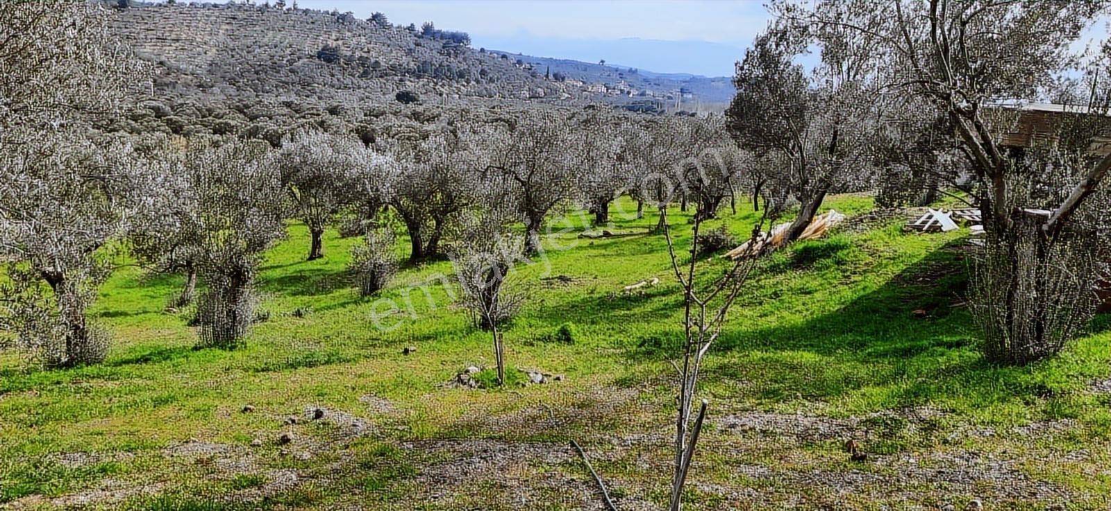 Vahdet'ten_yetkili_ İçinde Kayıtlı Evi Olan Harika Zeytinlik - Görsel 35