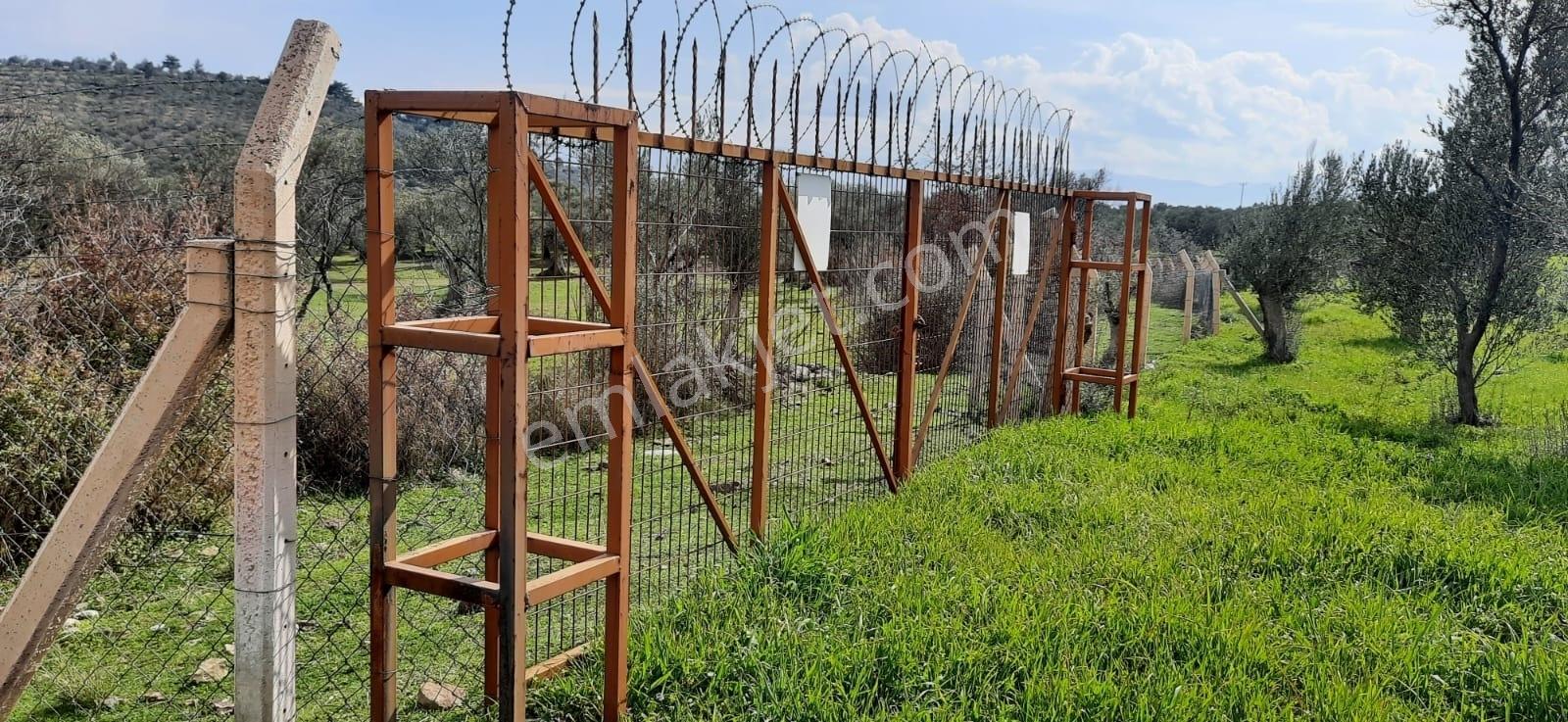 Vahdet'ten_yetkili_ İçinde Kayıtlı Evi Olan Harika Zeytinlik - Görsel 25