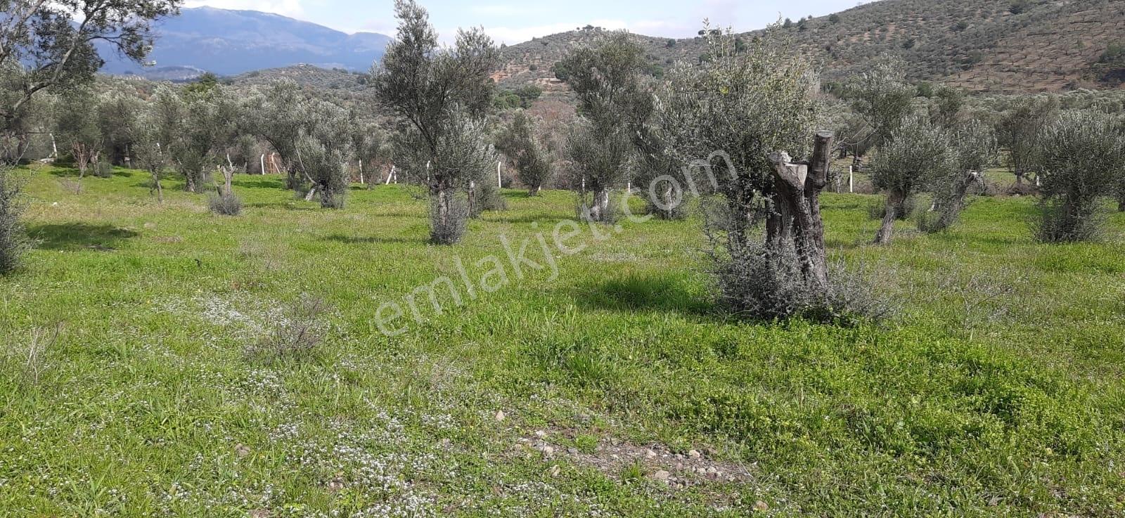 Vahdet'ten_yetkili_ İçinde Kayıtlı Evi Olan Harika Zeytinlik - Görsel 6