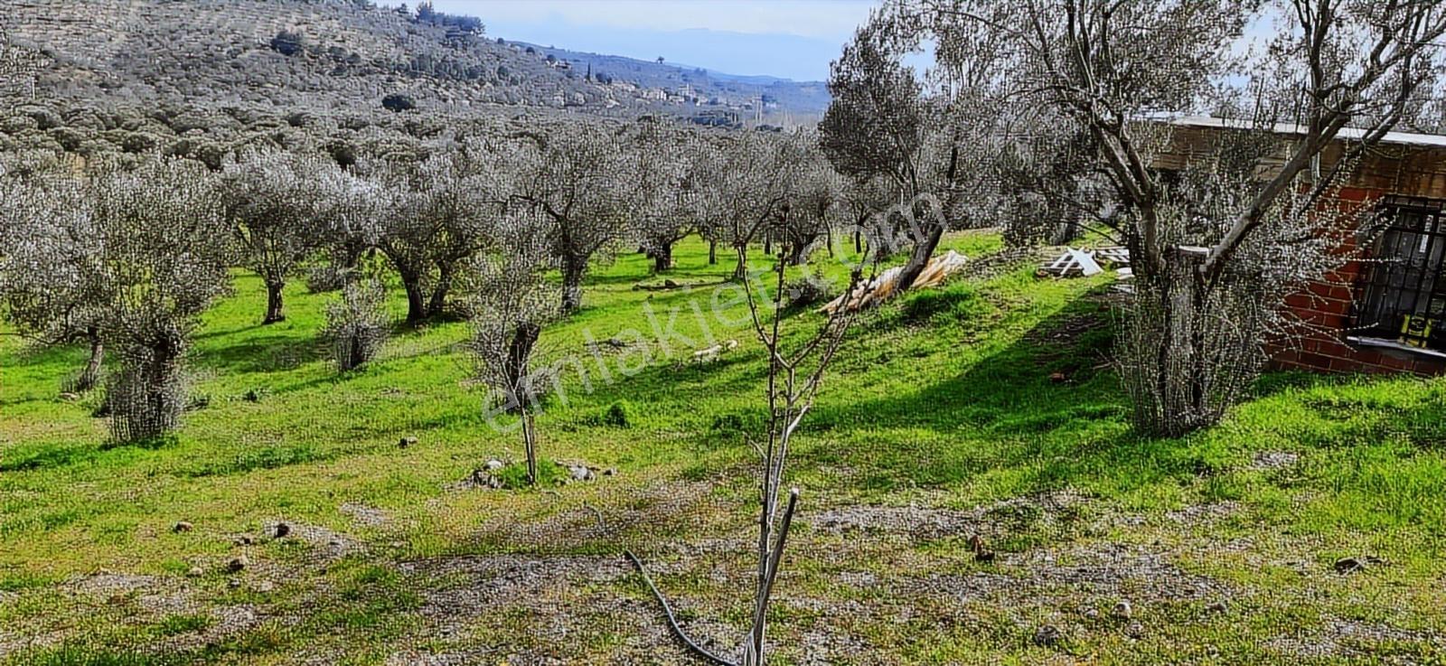 Vahdet'ten_yetkili_ İçinde Kayıtlı Evi Olan Harika Zeytinlik - Görsel 8