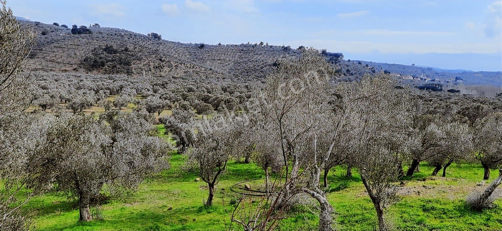 Vahdet'ten_yetkili_ İçinde Kayıtlı Evi Olan Harika Zeytinlik - Görsel 19