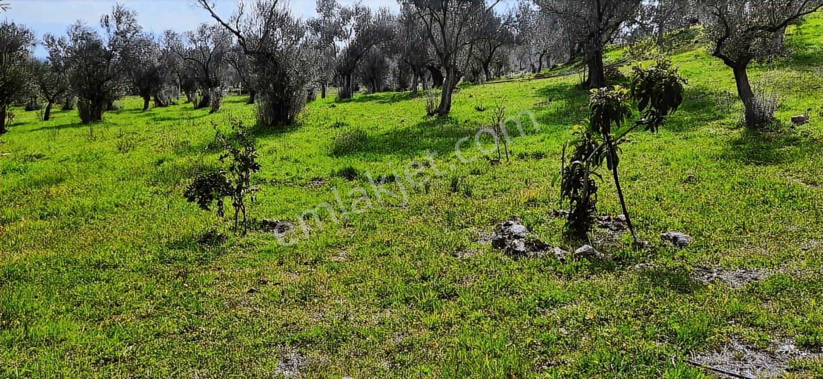 Vahdet'ten_yetkili_ İçinde Kayıtlı Evi Olan Harika Zeytinlik - Görsel 33