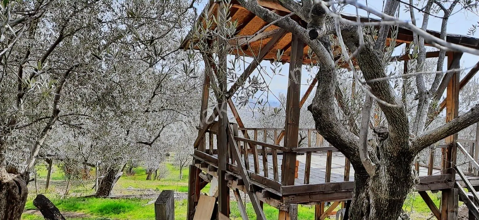 Vahdet'ten_yetkili_ İçinde Kayıtlı Evi Olan Harika Zeytinlik