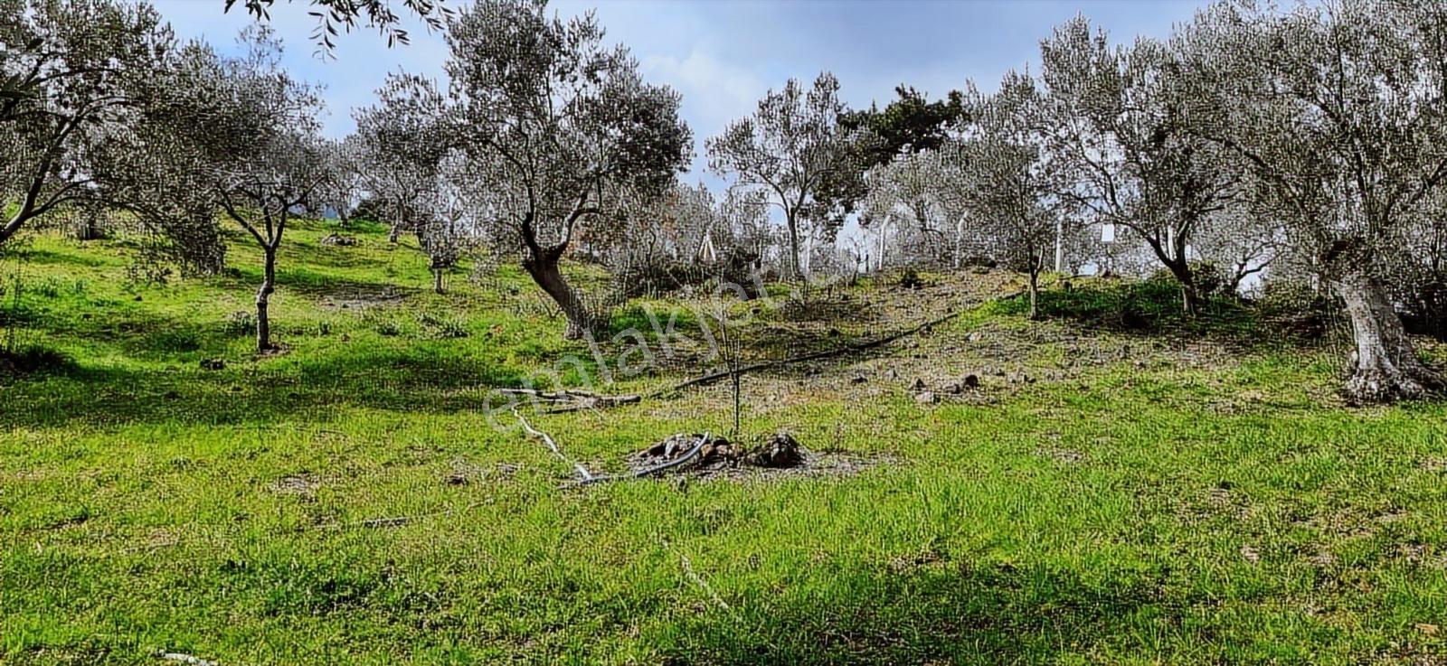 Vahdet'ten_yetkili_ İçinde Kayıtlı Evi Olan Harika Zeytinlik - Görsel 20