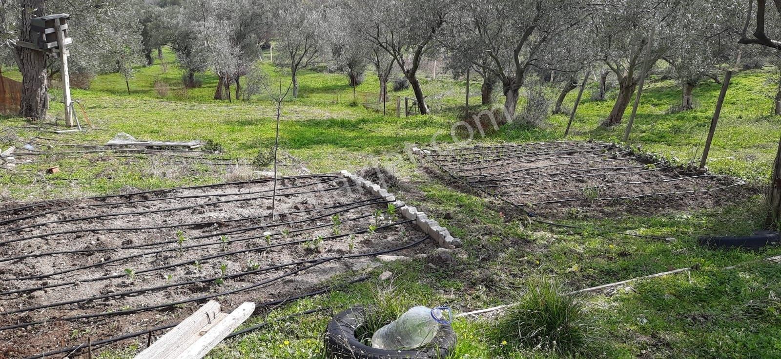 Vahdet'ten_yetkili_ İçinde Kayıtlı Evi Olan Harika Zeytinlik - Görsel 13