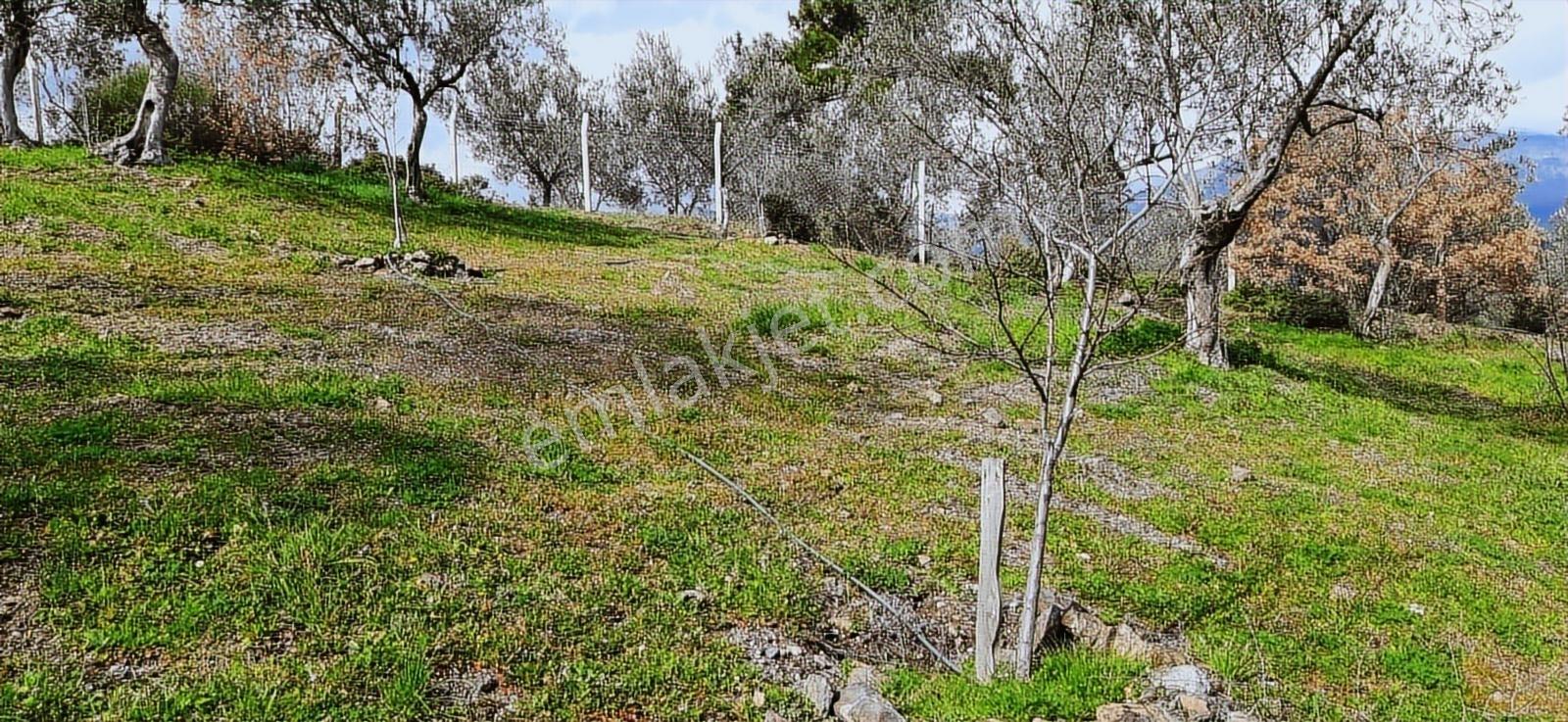 Vahdet'ten_yetkili_ İçinde Kayıtlı Evi Olan Harika Zeytinlik - Görsel 28