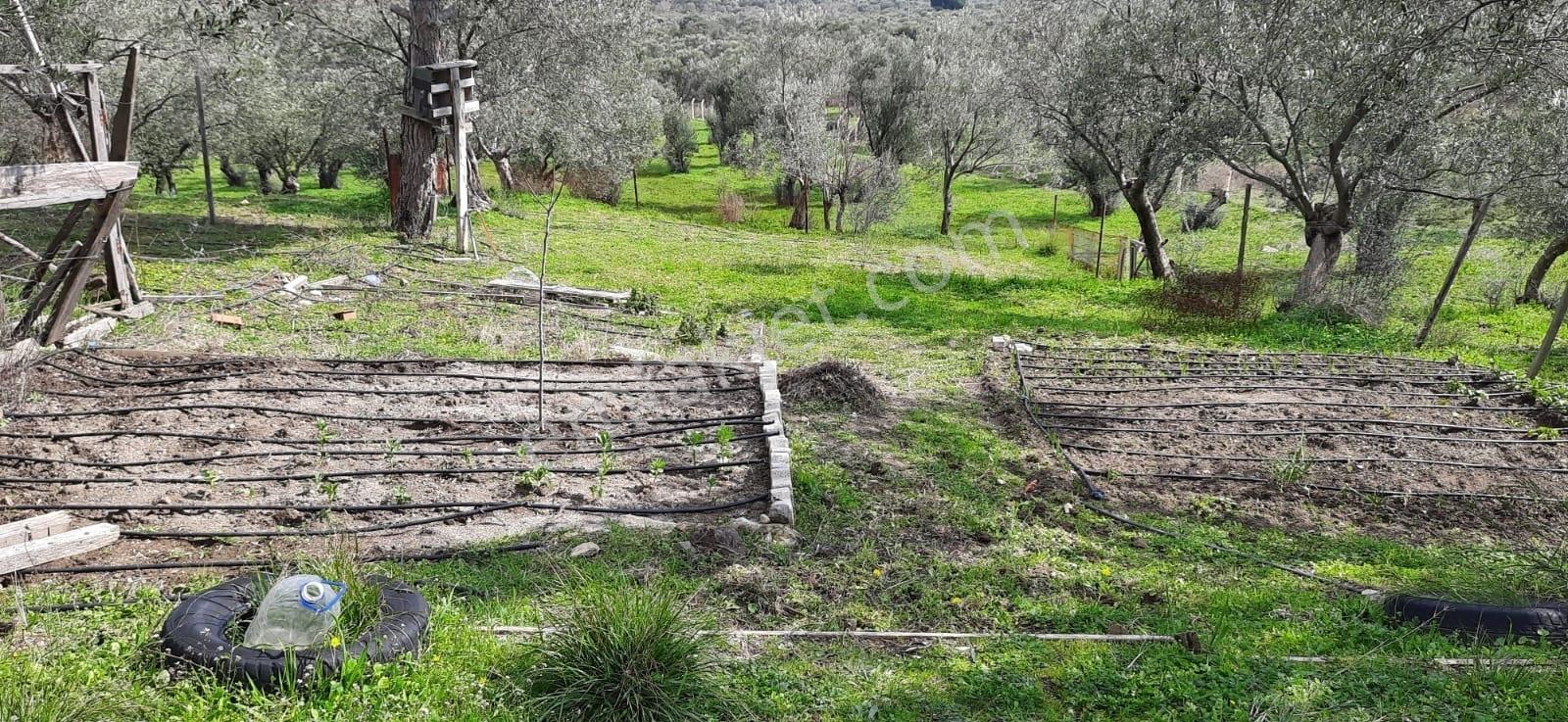 Vahdet'ten_yetkili_ İçinde Kayıtlı Evi Olan Harika Zeytinlik - Görsel 12