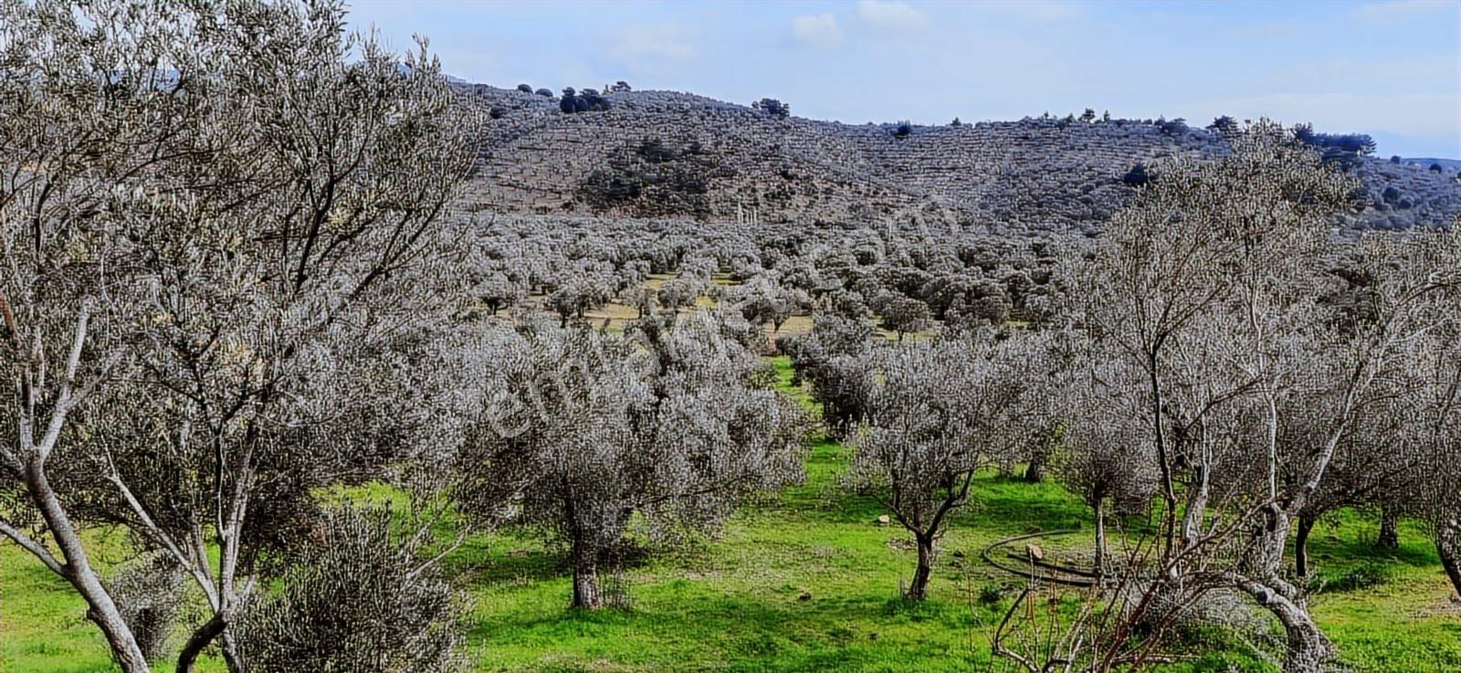 Vahdet'ten_yetkili_ İçinde Kayıtlı Evi Olan Harika Zeytinlik - Görsel 32