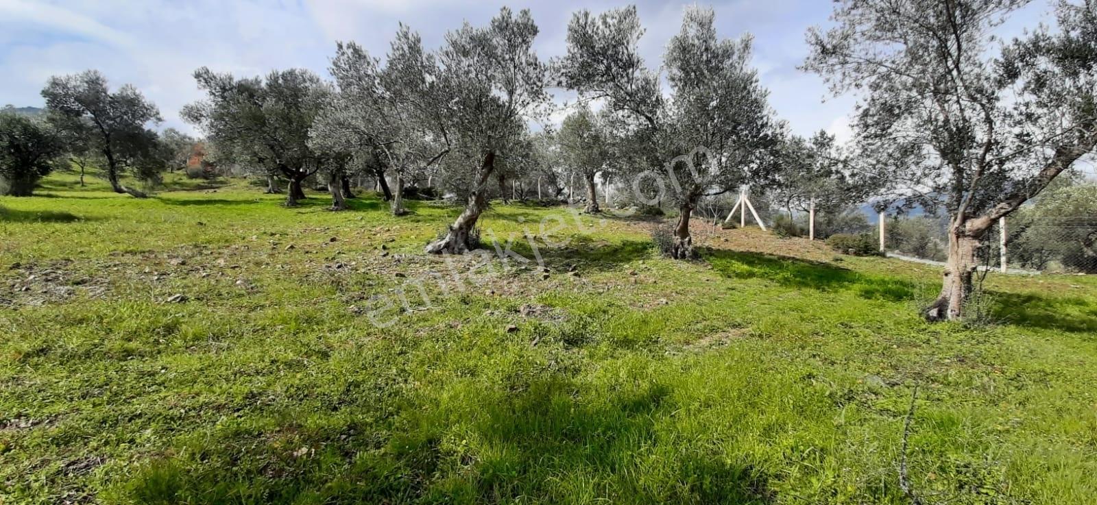 Vahdet'ten_yetkili_ İçinde Kayıtlı Evi Olan Harika Zeytinlik - Görsel 15