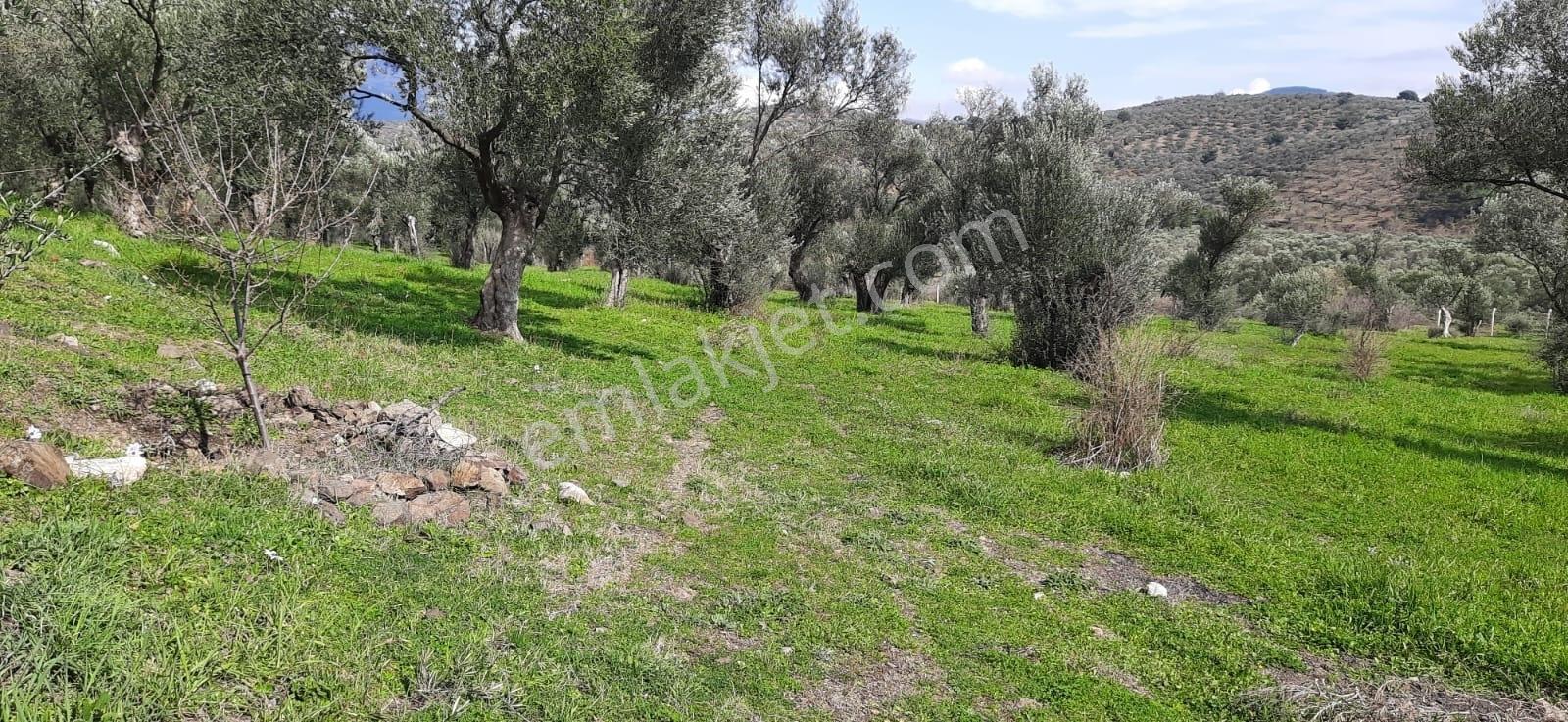 Vahdet'ten_yetkili_ İçinde Kayıtlı Evi Olan Harika Zeytinlik - Görsel 24