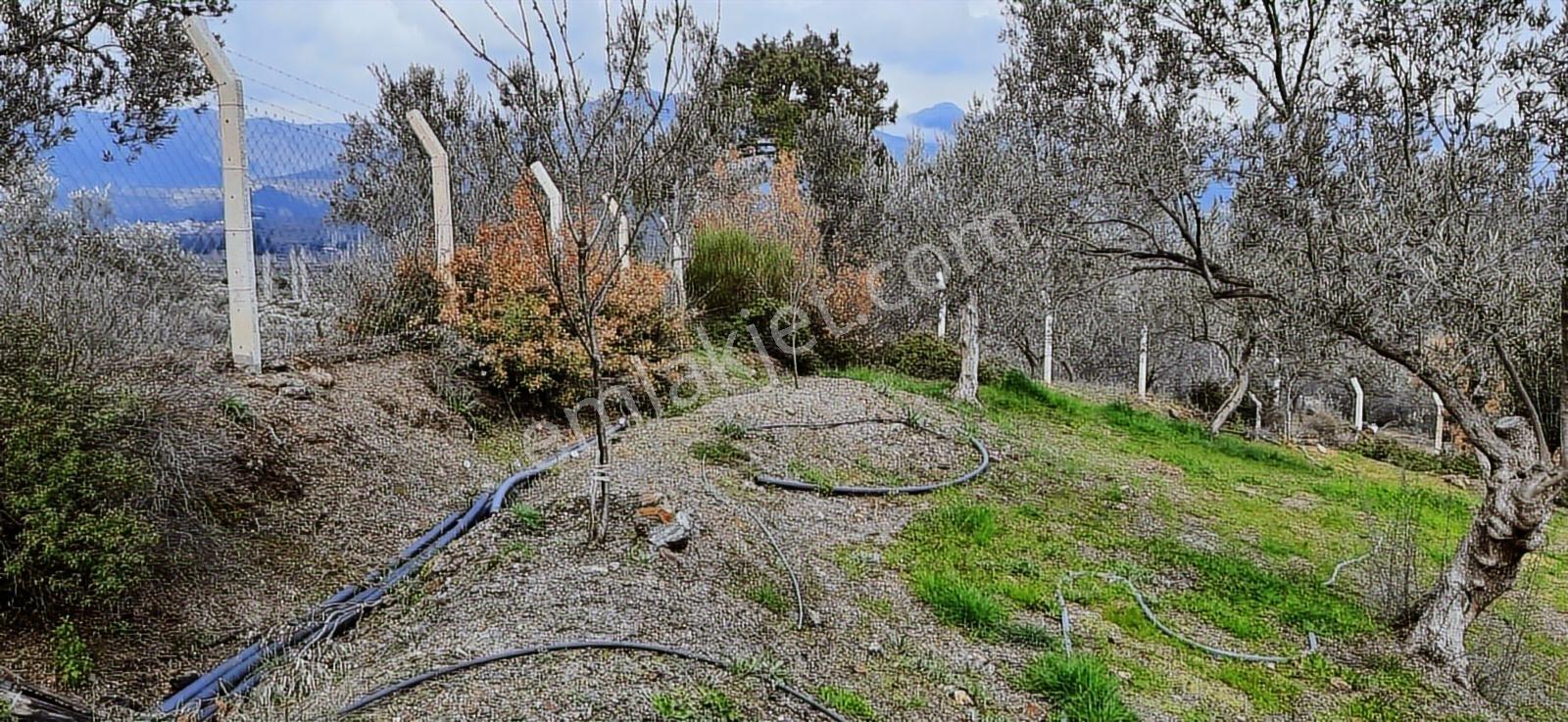 Vahdet'ten_yetkili_ İçinde Kayıtlı Evi Olan Harika Zeytinlik - Görsel 10