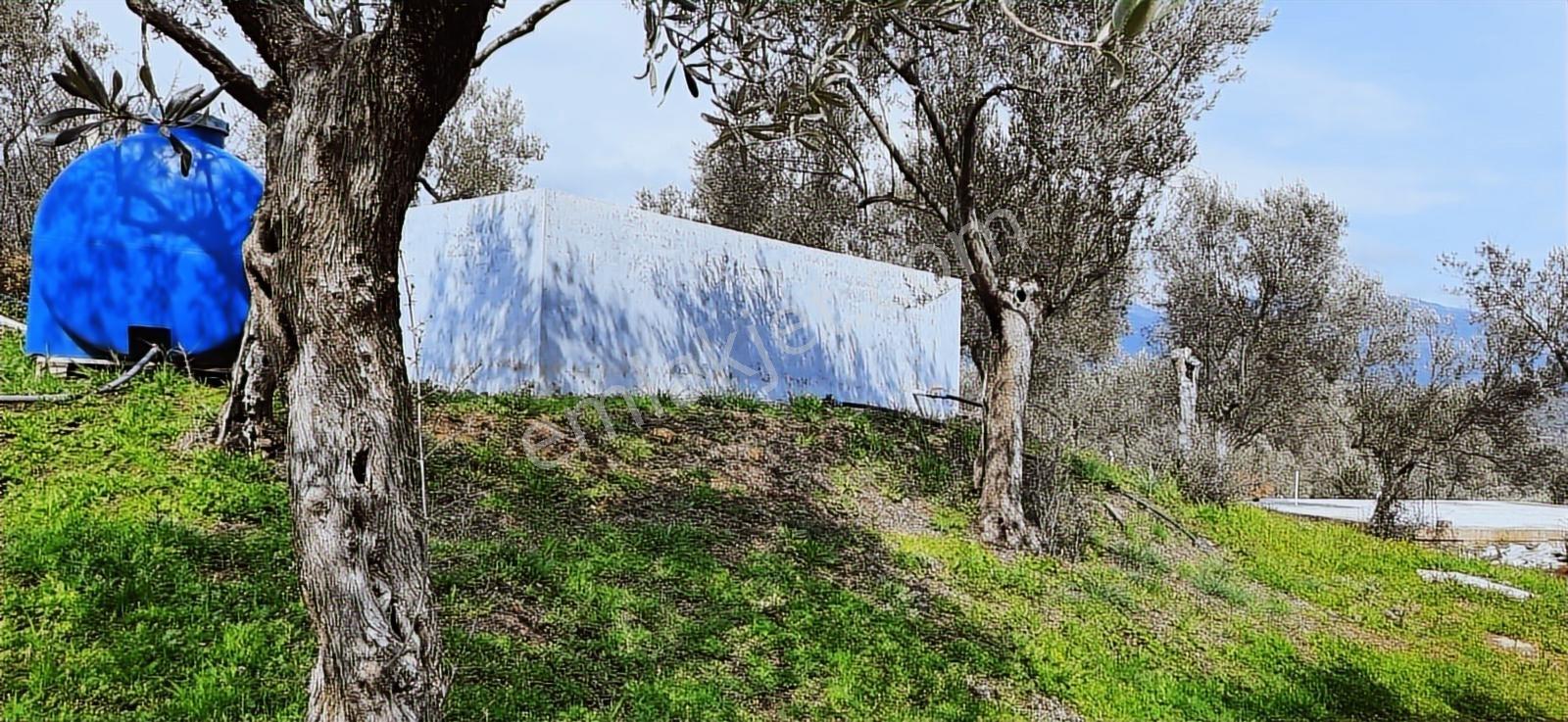 Vahdet'ten_yetkili_ İçinde Kayıtlı Evi Olan Harika Zeytinlik - Görsel 34