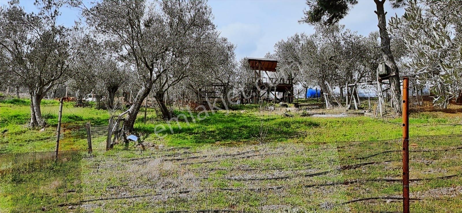 Vahdet'ten_yetkili_ İçinde Kayıtlı Evi Olan Harika Zeytinlik - Görsel 5