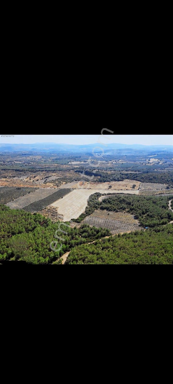 Bergama Zeytindağ Satılık Tek Tapu Tarla - Görsel 5