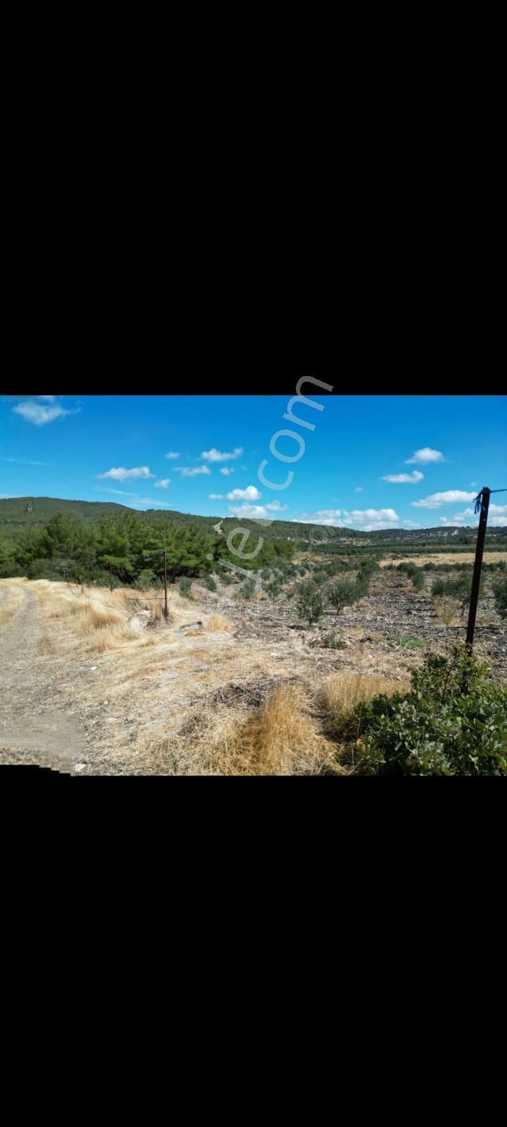Bergama Zeytindağ Satılık Tek Tapu Tarla - Görsel 2
